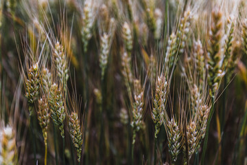 Rye, barley, rapeseed, prepared in Latvian fields