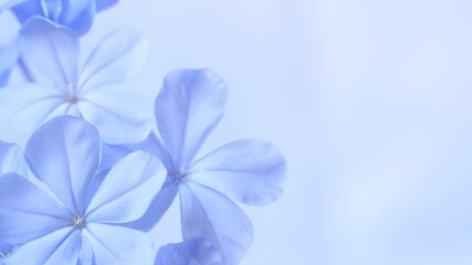  Cape leadwort or white plumbago flowers with natural blurred background.