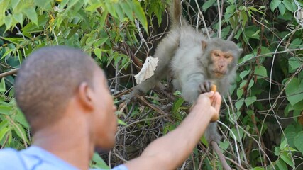 male tourist giving food to a monkey on a tree in the natural park.