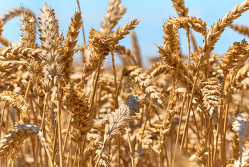 Golden ripe ears of wheat.