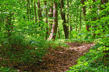 Naklejka na meble Walking paths in the forest for running.