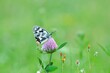 Ein Schachbrett Schmetterling sitzt auf einem Klee in der Wiese, Melanargia galathea