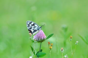 Ein Schachbrett Schmetterling sitzt auf einem Klee in der Wiese, Melanargia galathea