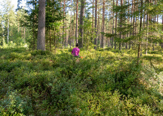 blueberry berry picking in the forest, forest vegetation, summer