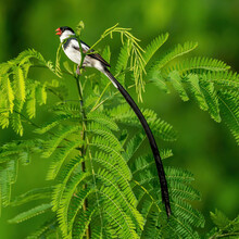 Male Pin-tailed Whydah
