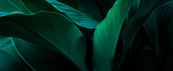 Wall Mural - tropical leaves, abstract green leaves texture, nature background