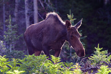 Moose in the Colorado Rocky Mountains. Cow Moose in Morning Light