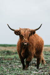 scottish highland cow