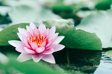Wall Mural - close up pink lotus flower plant with green leaves, selective focus