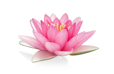 Wall Mural - close up pink lotus flower plant isolated on white background