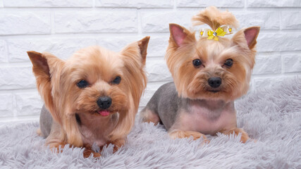 Two cute Yorkshire or Yorkie terrier dogs in a basket. Transporting two sweet york shire terrier dogs. Cute canine yorkshir inside a basket. Little dogs together. Spain, 2019.