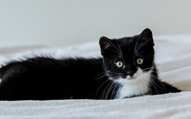 Portrait of cute bicolor british short hair kitten of two months old. Selective soft focus. black and white cat