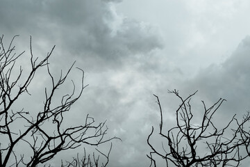 Wall Mural - Silhouette dead tree on dark dramatic sky and gray clouds. Dark sky and dead tree background for Halloween day. Dead tree branches frame with space. Leafless tree. Background for sad and lonely moment