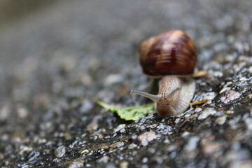 a snail on nature