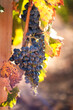 Vertical picture of ripe Cabernet grapes on vine growing in vineyard at sunset time, selective focus, copy space. Vineyards grape at sunset in autumn harvest. Ripe blue wine berries gathering