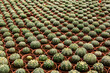 © niksriwattanakul - Close up of the cactus