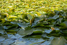 Lily Pads In A Pond