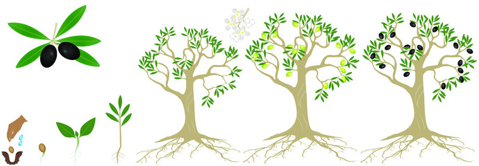 Wall Mural - Cycle of growth of a plant of a olives isolated on a white background.