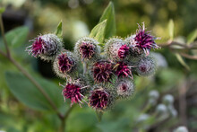 In Summer, The Plant Blossomed, Used Both In Cosmetology And In Medicine, Common Burdock (lat. Árctium).