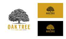 Oak Tree Logo Design Vector Or Hand Drawn Isolated