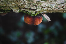 Wood Ear Fungi Growing On The Trees Trunk And Branches In The Forest.