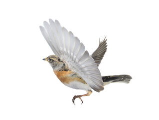 Canvas Print - Brambling bird in flight isolated on white background.