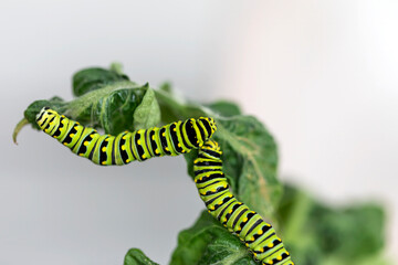 Wall Mural - Black Swallowtail caterpillars. In North America they are more common species. It is the state butterfly of Oklahoma and New Jersey.