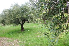 Koroneiki Olives On Olive Tree In Messinia, Peloponnese, Greece.