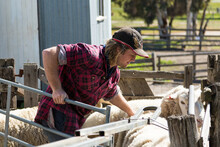 Farm Worker With Sheep In Sheep Yards
