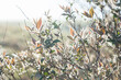 © Clare Farrelly/Austockphoto - Dew spangled leaves outlined in silver light on a bush