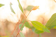 © Clare Farrelly/Austockphoto - Close up of new gum leaves backlit by orange smokey sky