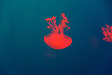 Red Aurelia Aurita Jellyfish Floating In The Blue Water