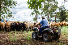 Happy Farmer On Quad Bike Surrounded By Mixed Mob Of Cattle