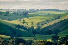 Rolling undulating green hills In Victoria