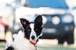 © Joanne O'Keefe/Austockphoto - Black and white border collie dog.