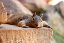 Squirrel In The Grand Canyon