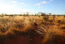 Northern Territory Grasslands