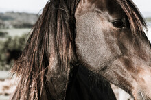 Profile Horse Head Close-up