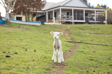 Lamb In Front Of Country Home