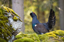 Proud Western Capercaillie, Tetrao Urogallus, Lekking On Rock In Spring. Majestic Black Bird With Big Tail Showing On Moss In Forest. Territorial Grouse Courting In Wilderness.