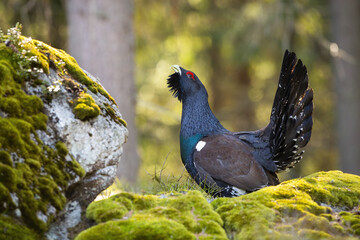 Proud western capercaillie, tetrao urogallus, lekking on rock in spring. Majestic black bird with big tail showing on moss in forest. Territorial grouse courting in wilderness.