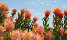 Native Australian Flowers With Blue Sky In Background