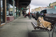Small Dog On Street Bench Waiting For Owner