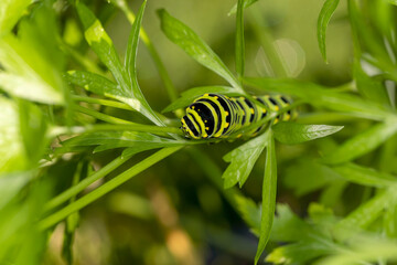 Sticker - Black Swallowtail caterpillars. In North America they are more common species. It is the state butterfly of Oklahoma and New Jersey.