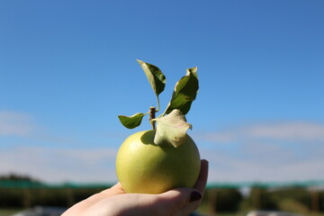 Apple in Hand 