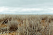 © Stephanie Eidse/Austockphoto - Close up detail of brown grass with blurred rural landscape and horizon in background