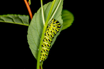 Wall Mural - Black Swallowtail caterpillars. In North America they are more common species. It is the state butterfly of Oklahoma and New Jersey.