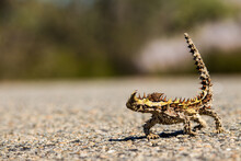 Thorny Devil Lizard On A Road