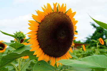 A field of yellow sunflowers (helianthus) in bloom in summer