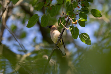 Sticker - The cedar waxwing sitting on a mulberry tree